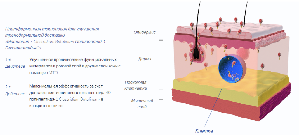Схема действия BPMed-BoLCA