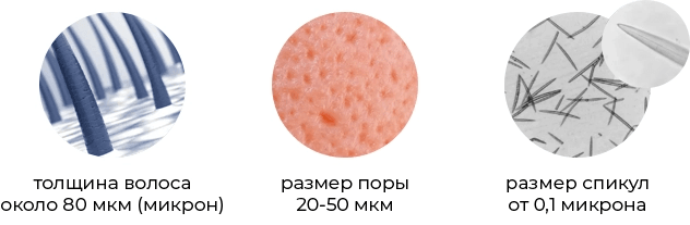 Механизм проникновения спикул в эпидермис